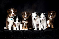 Maxinez Puppies